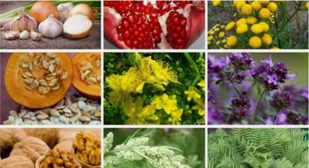 Behandlung von Parasiten im menschlichen Körper mit beliebten Heilmitteln