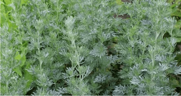 Wormwood von Parasiten